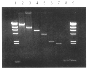 PC49S.gif (46172 bytes)