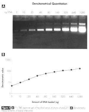 QUIRE20S.gif (37595 bytes)
